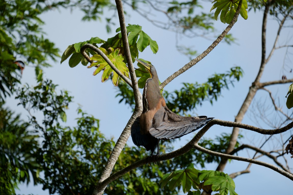 Cormorant - Costa Rica