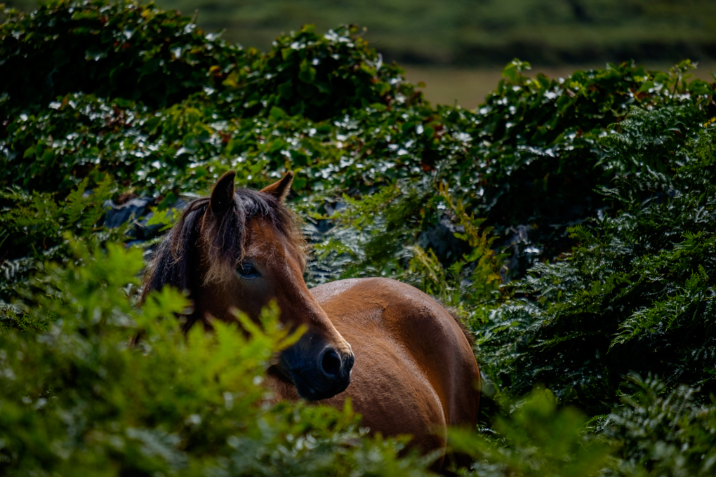 Cornish Pony