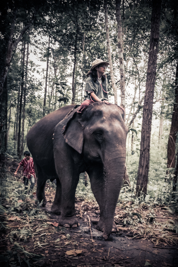 elephants-33